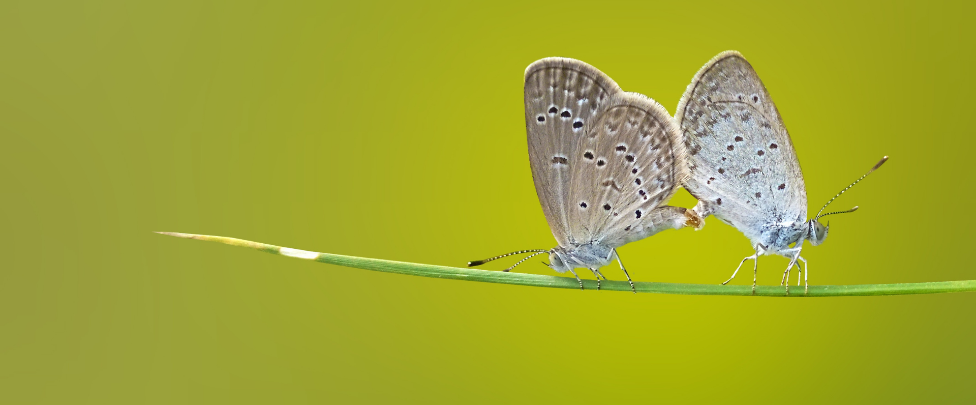 Ihobe participa en una jornada informativa sobre la Estrategia de Biodiversidad de la Unión Europea para 2030