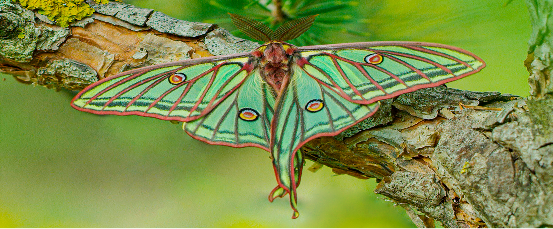 La red Ekoetxea se suma al Día Mundial de la Biodiversidad con la proyección del documental Natura Bizia este fin de semana