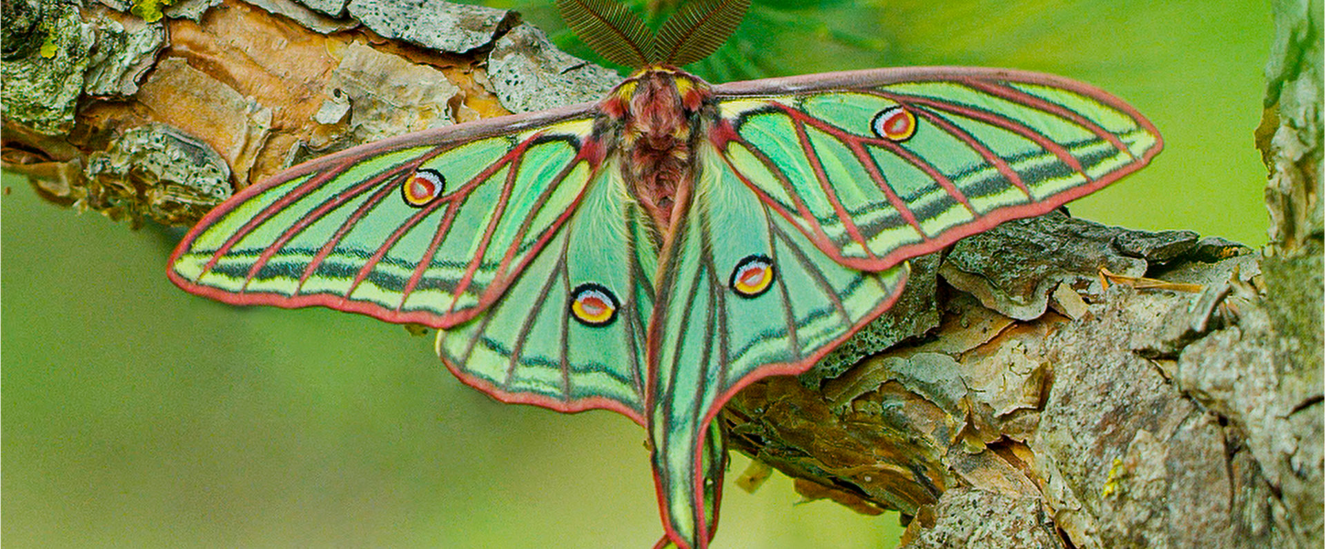 El proyecto Natura Bizia para poner en valor la biodiversidad de Euskadi y Navarra llega a los cines